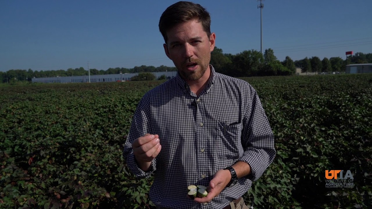 Using Bolls to Determine Defoliation Timing