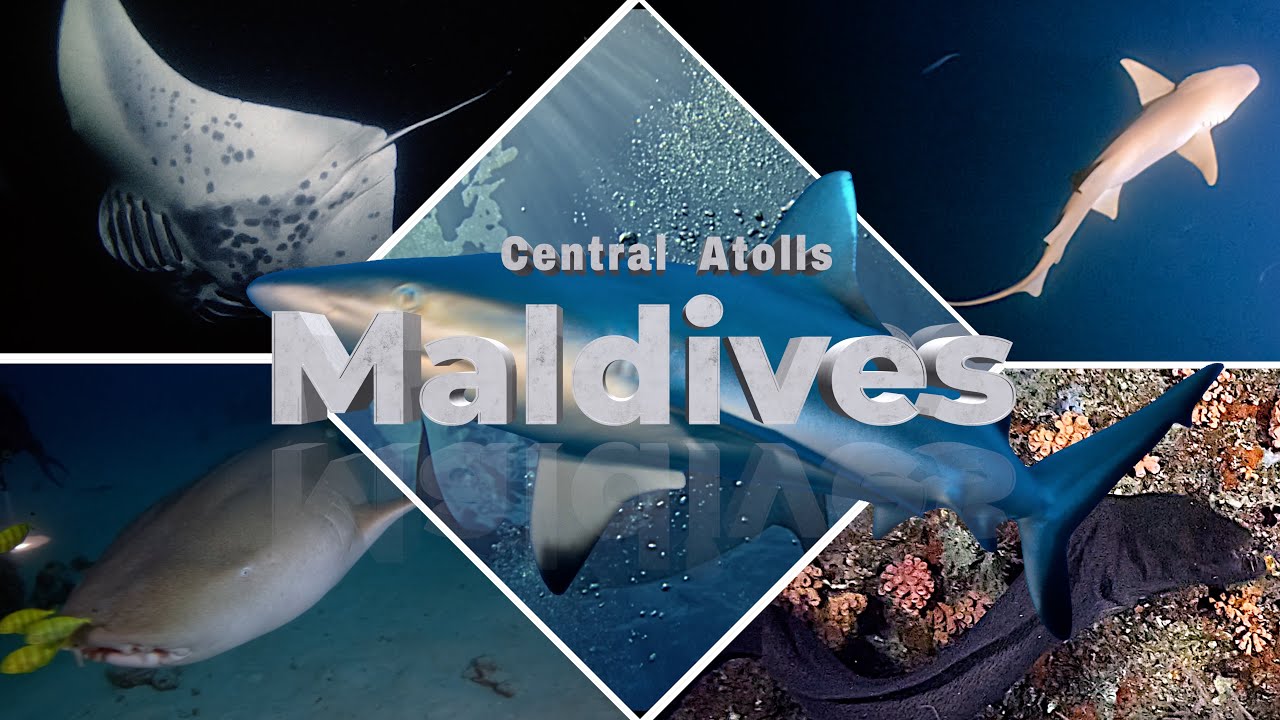 Maldives Diving in the Central Atolls,  Indian Ocean