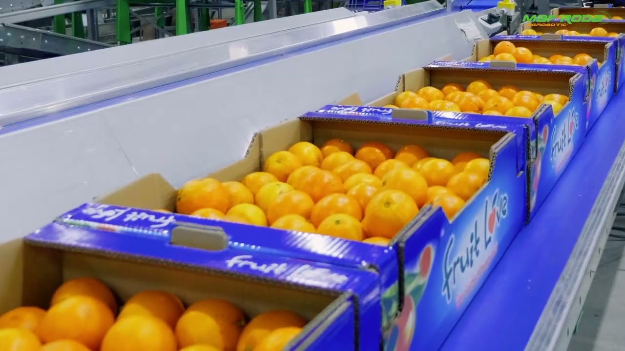2022 - FRUXERESCA (SPAIN) - Presizing - Packing Lines - Citrus