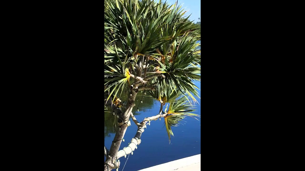 1345 Oyster Bay NORT PALM BEACH  FL 33408 aerial video by Michael Zaidan