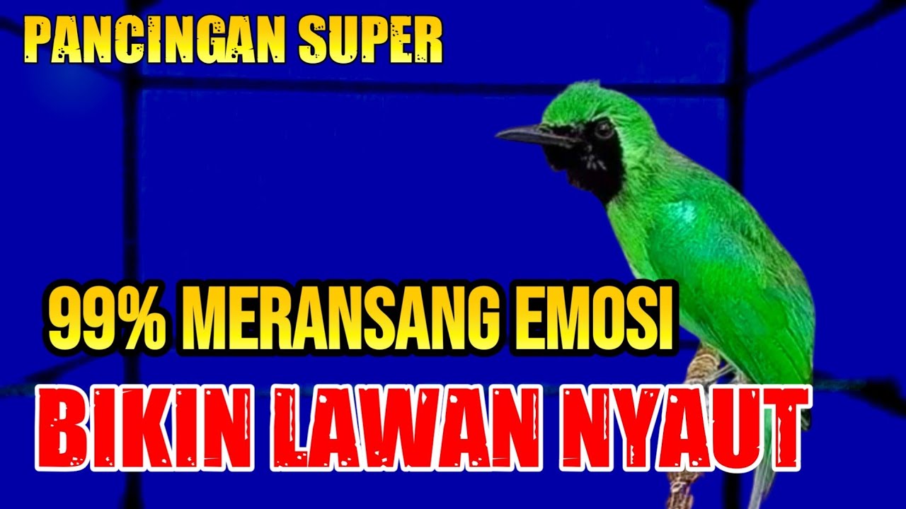 CUCAK IJO GACOR DORR || UNTUK MERANGSANG EMOSI DAN GACOR