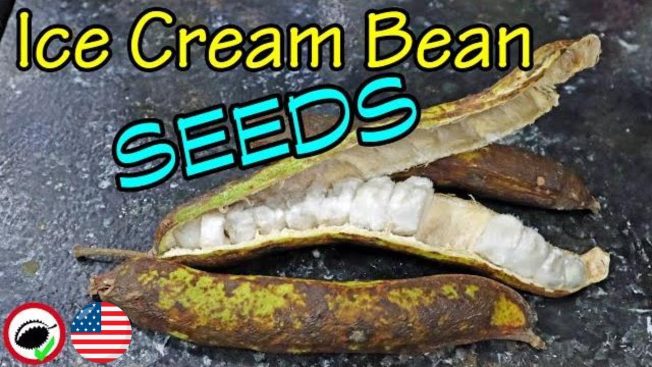 You Can Eat ICE CREAM BEAN SEEDS - Weird Fruit Explorer Ep. 359