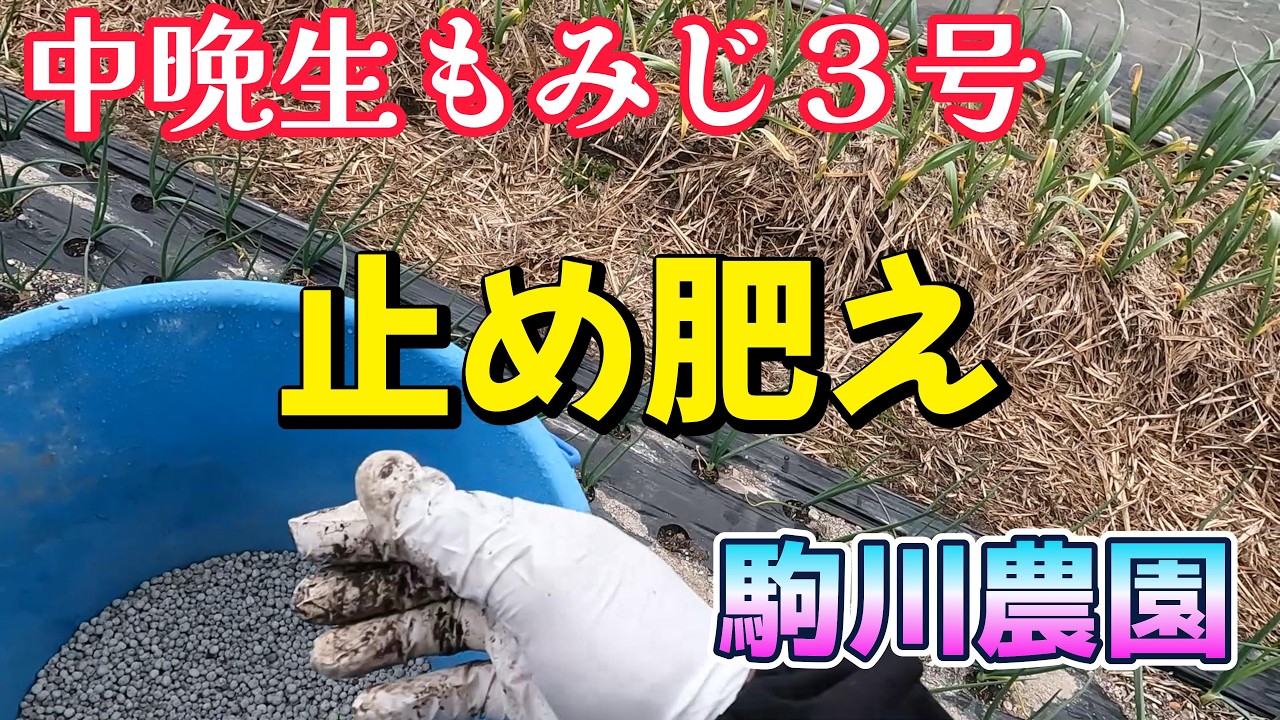 中晩生もみじ3号止め肥え　駒川農園　23.3.18