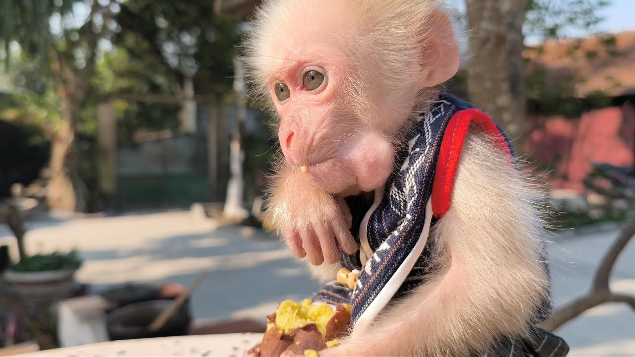 Mr Minh lets Monkey Baba play freely, calling him back when food is ready.