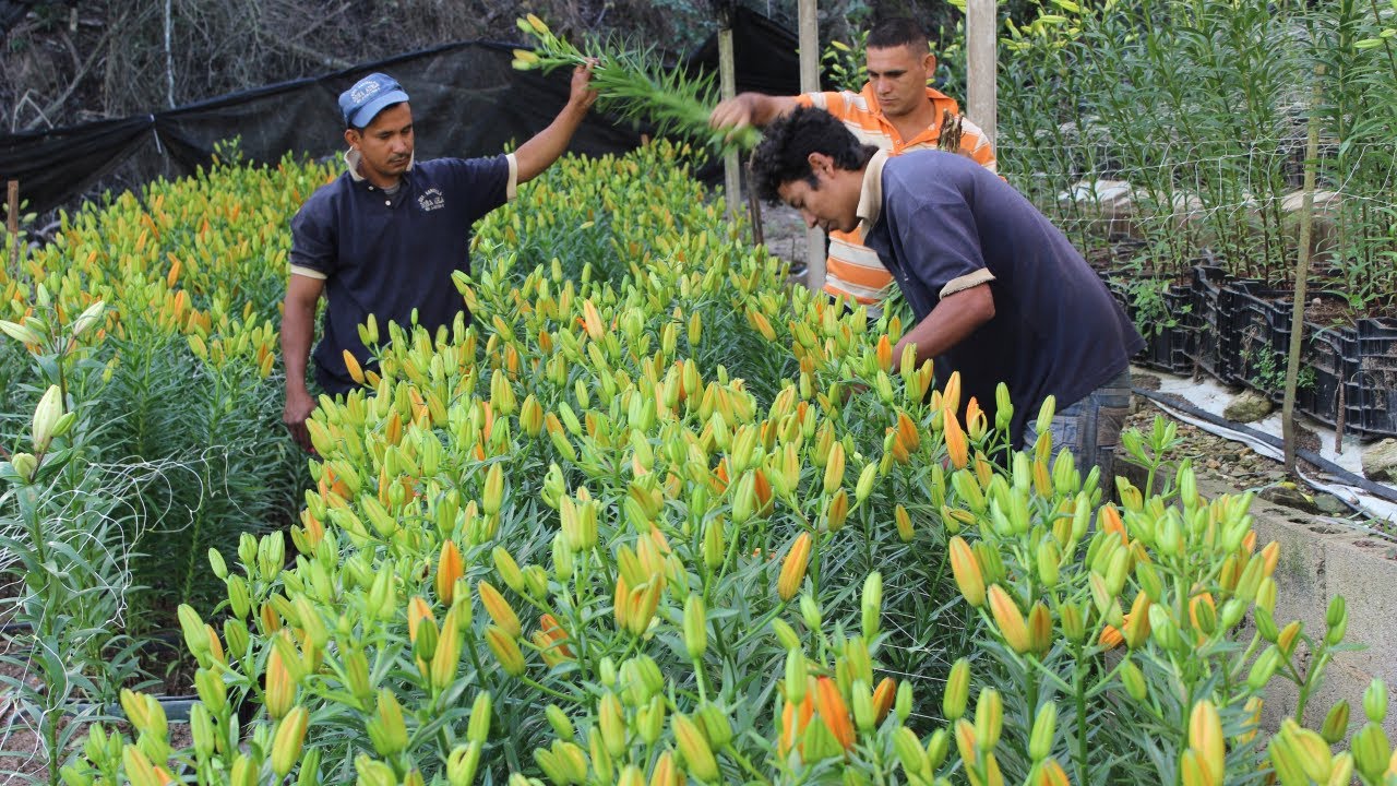 Todo lo que Debes Saber sobre la Cosecha del Lilium