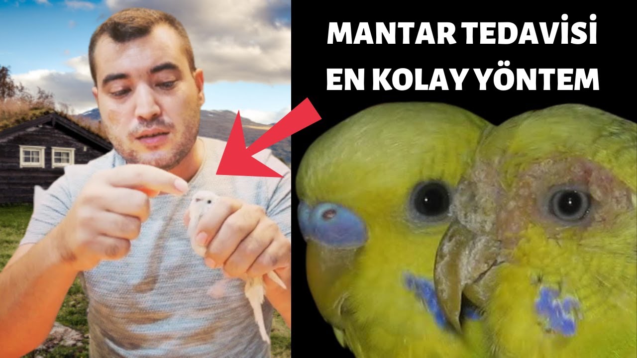 MUHABBET KUŞU DIŞ MANTAR TEDAVİSİ EN KOLAY YÖNTEM!!!