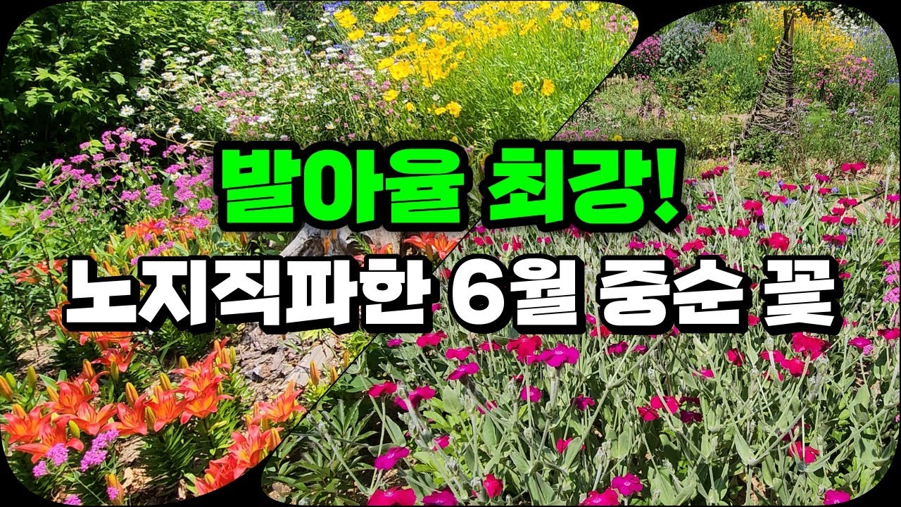 발아율 최강 | 노지직파한 6월 중순의 꽃들 | 6월 강원도 정원