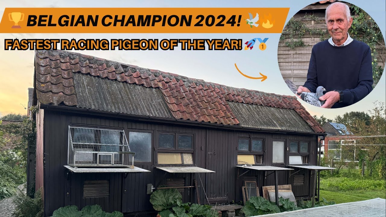 🏆 Чемпион Бельгии по гоночным голубям 2024 года | Лучший чемпион года по гоночным голубям!