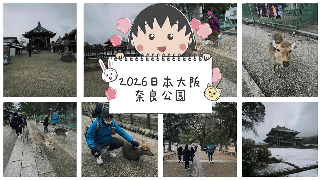 日本奈良公園 野生梅花鹿 下雪 興福寺 #日本 #大阪 #奈良公園 