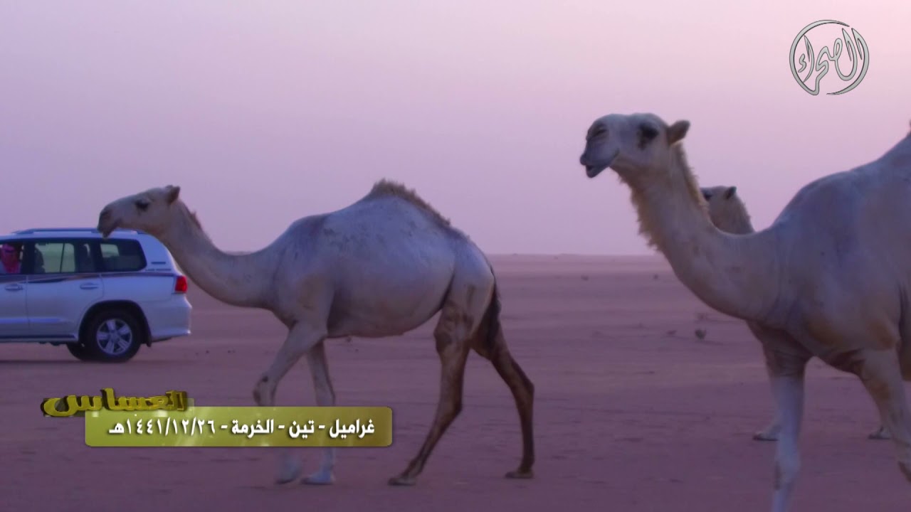 برنامج | العساس |غراميل - تين - الخرمة | 26 / 12 / 1441