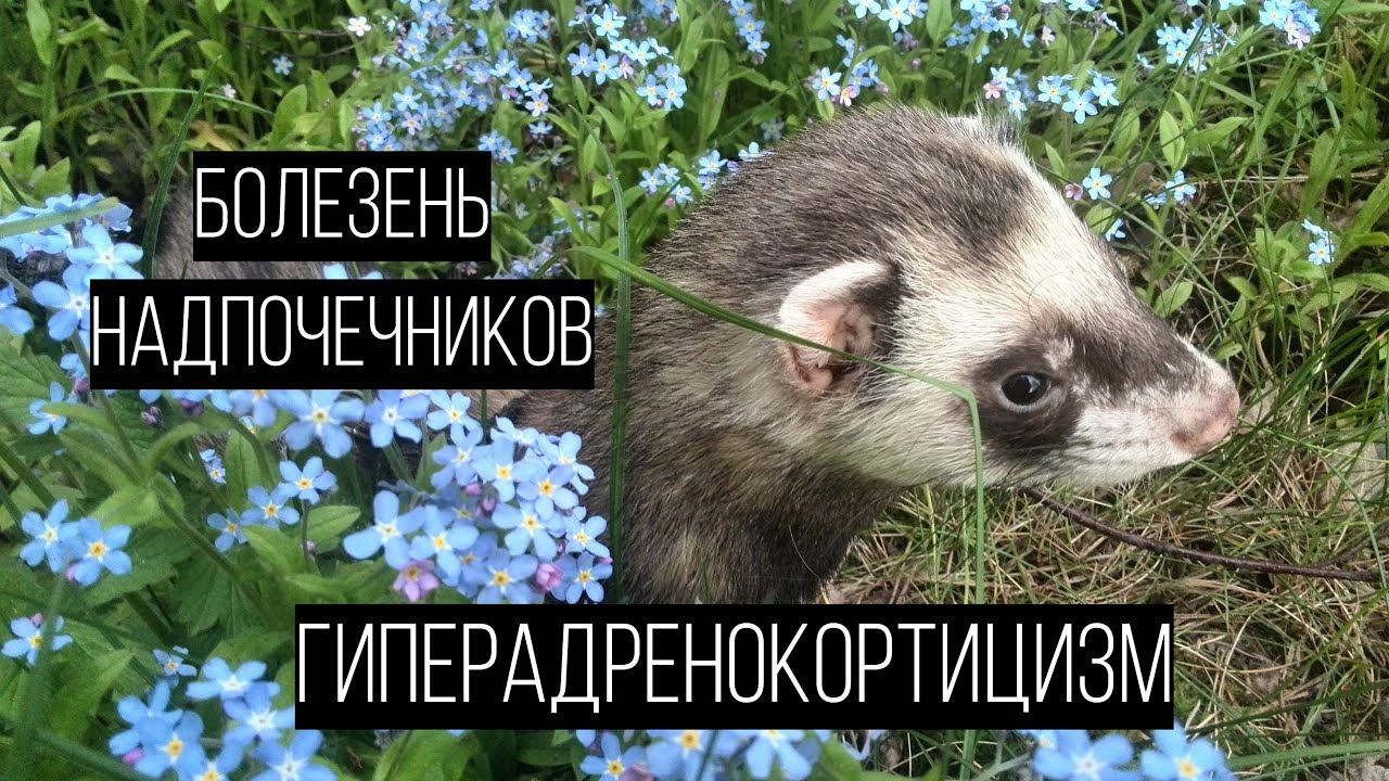 Болезнь надпочечников / Гиперадренокортицизм хорьков / ЧТО ДЕЛАТЬ