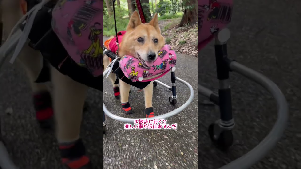【寝たきりだけじゃ飽きちゃうよね】#車椅子犬 #寝たきり犬 #老犬介護 #老犬の可愛さ #虹組5年生 #shorts #保護犬#雑種犬