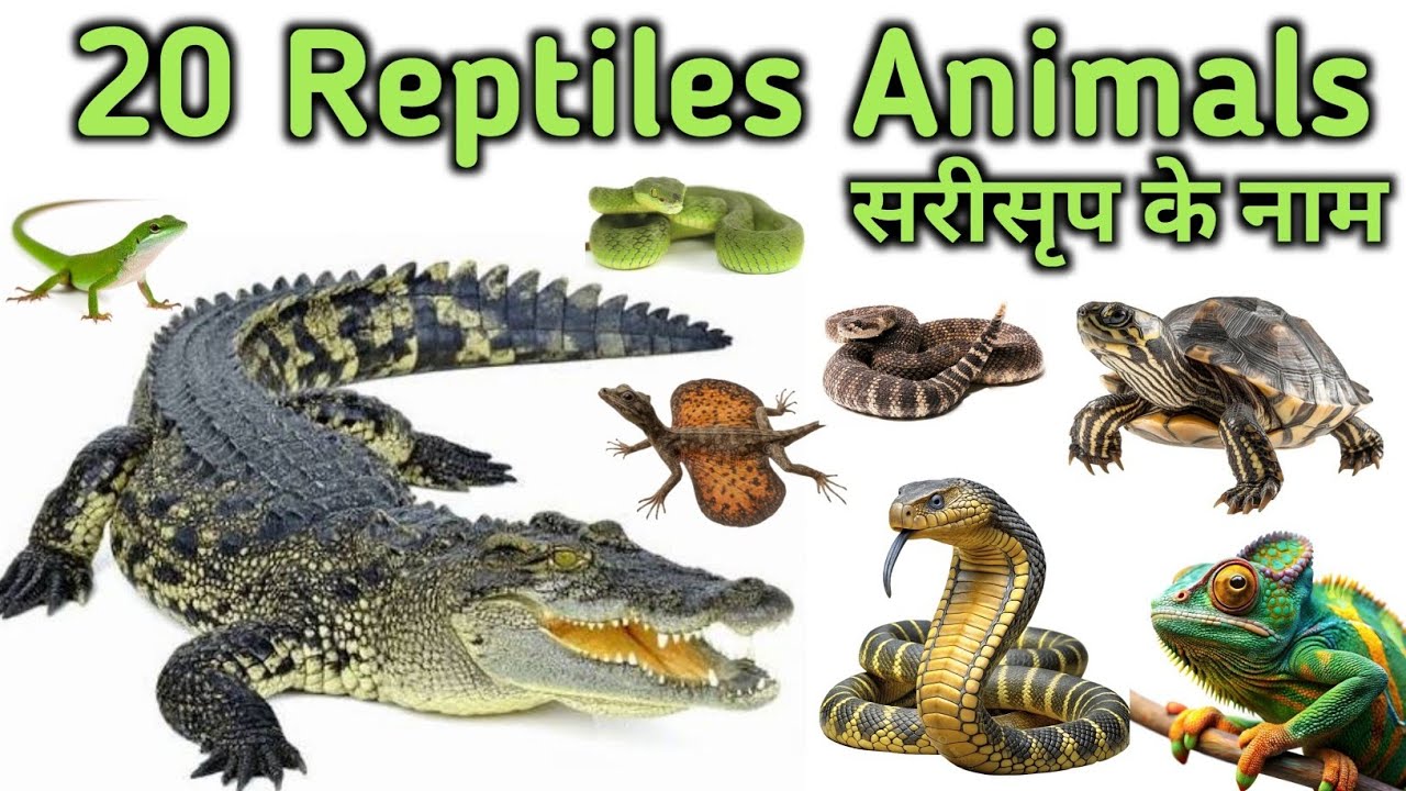 Reptiles Animals Name Hindi English For Kids| Reptiles Animals Name| Learn Reptiles| 
