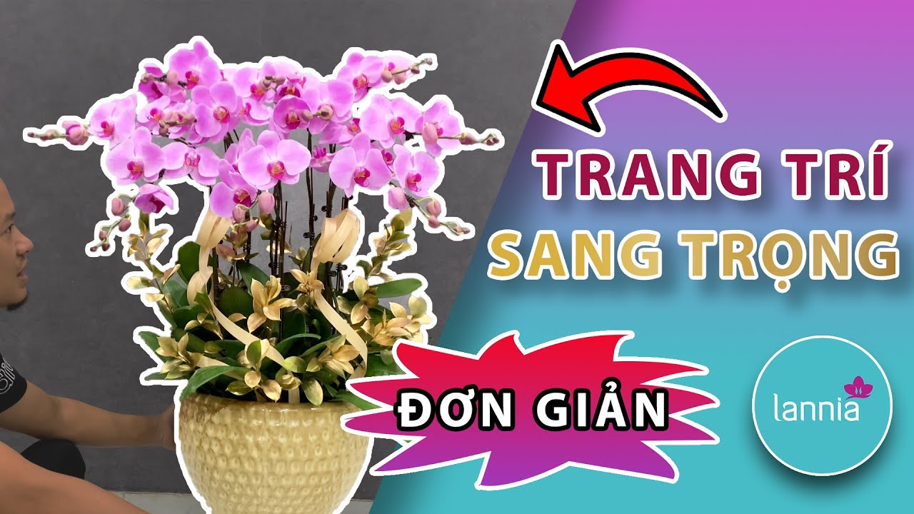 Trang tr&iacute; chậu lan Hồ Điệp trưng b&agrave;y trong kh&ocirc;ng gian sang trọng |Ho&agrave;ng Nghiệp Hoa Lan