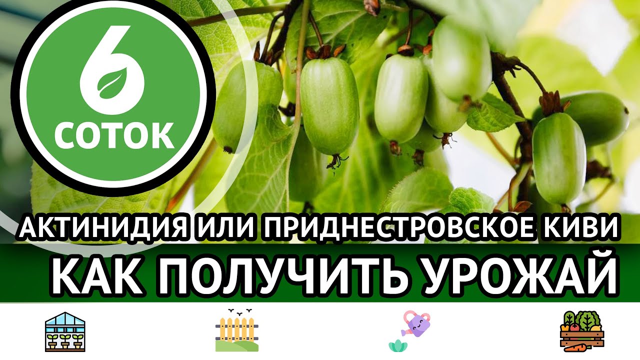 Актинидия или приднестровское киви. Как получить урожай. 6 соток 09.10.2023