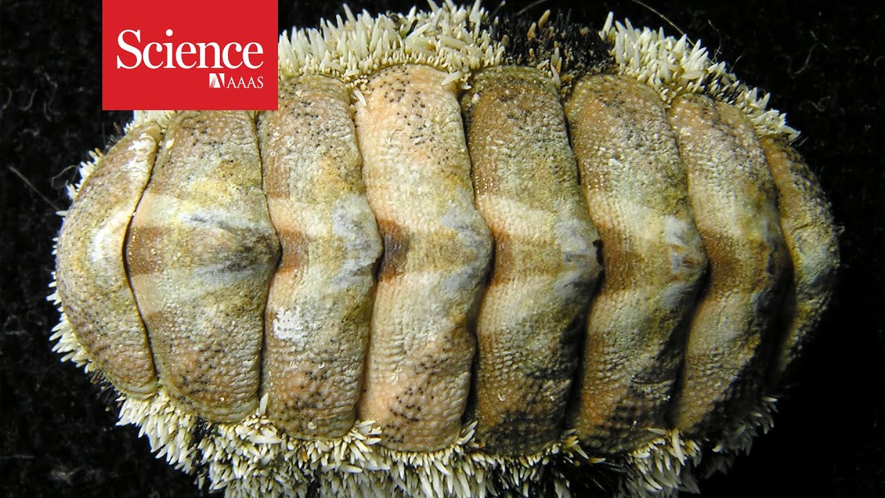 Sea creature makes a thousand eyes from its shell