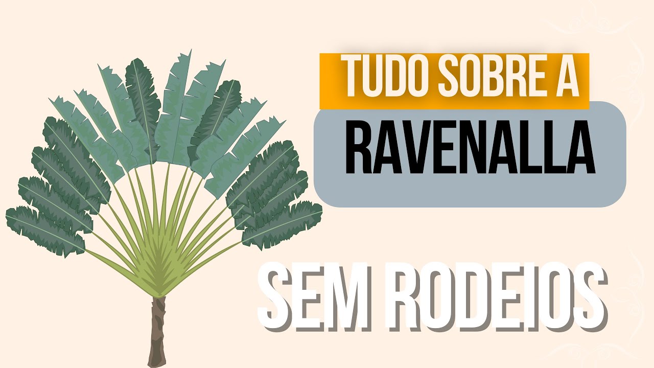 TUDO sobre a RAVENALA! Sem rodeios, a árvore do viajante comentada!