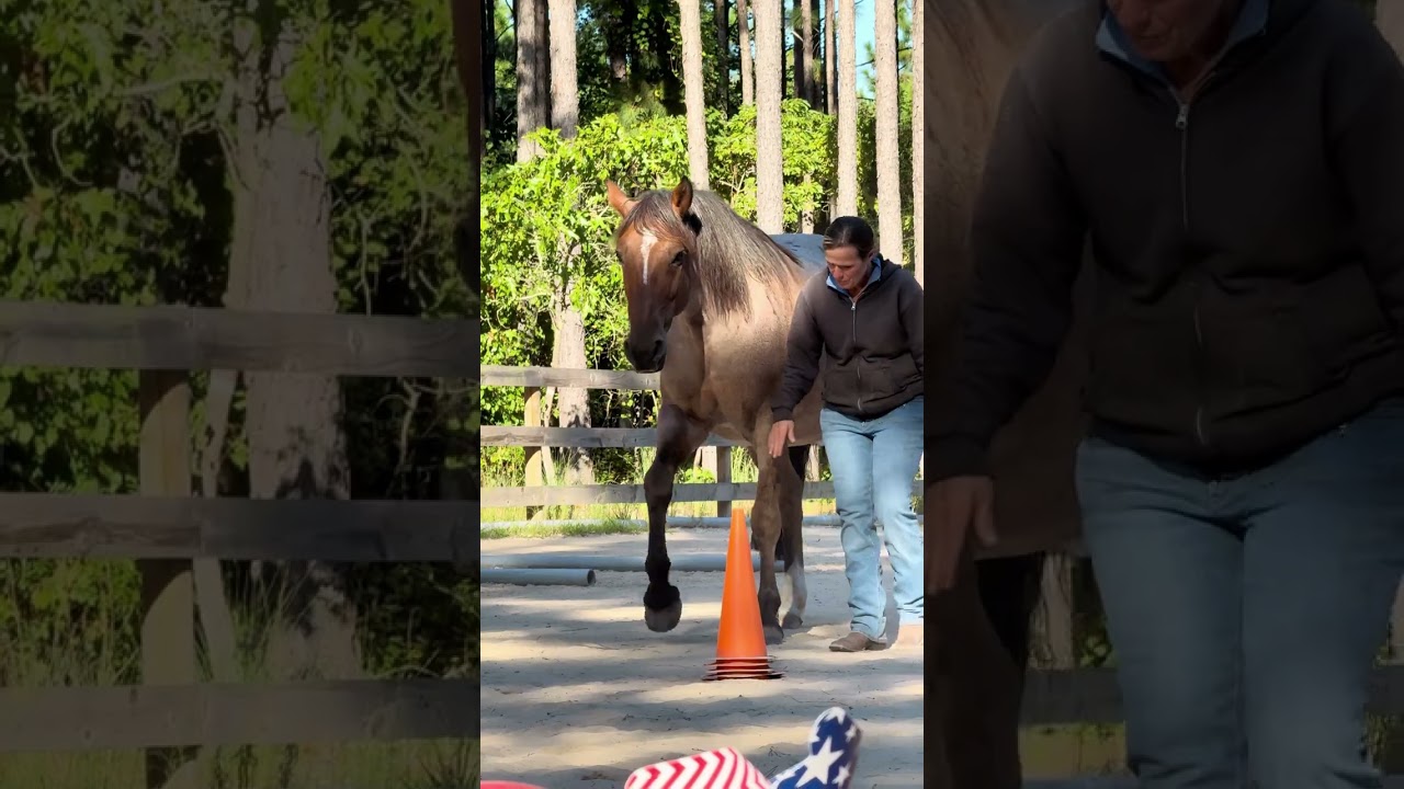 Does your horse enjoy liberty? ❤️