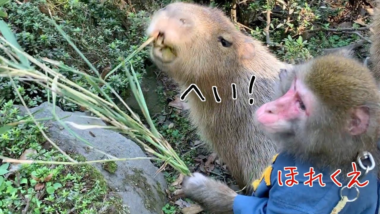 カピバラを一瞬で飼い慣らすことができるお猿さんがすごい…【カイくん】