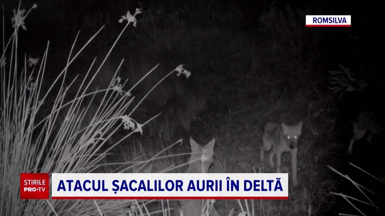 Şacalii aurii ţin sub teroare ţinuturi întinse din Delta Dunării, unde fac prăpăd în gospodării
