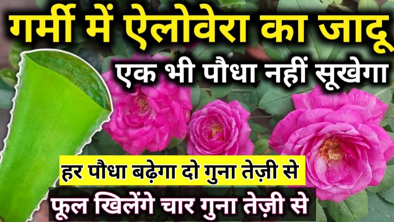 Aloe Vera fertilizer for plants. गर्मी में पौधों को सूखने से कैसे बचाएं.Aloe Vera fertilizer.