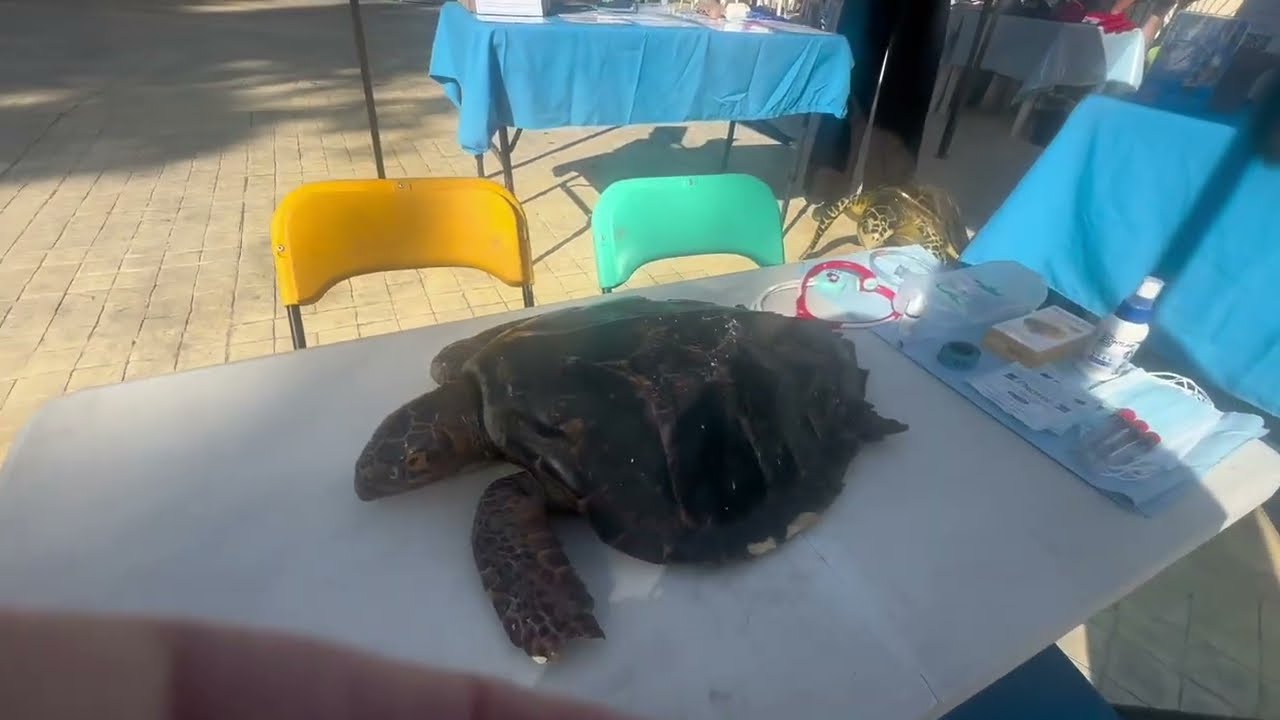 Mercado Orgánico de  Mazatlán 🇲🇽 Farmers Market 
