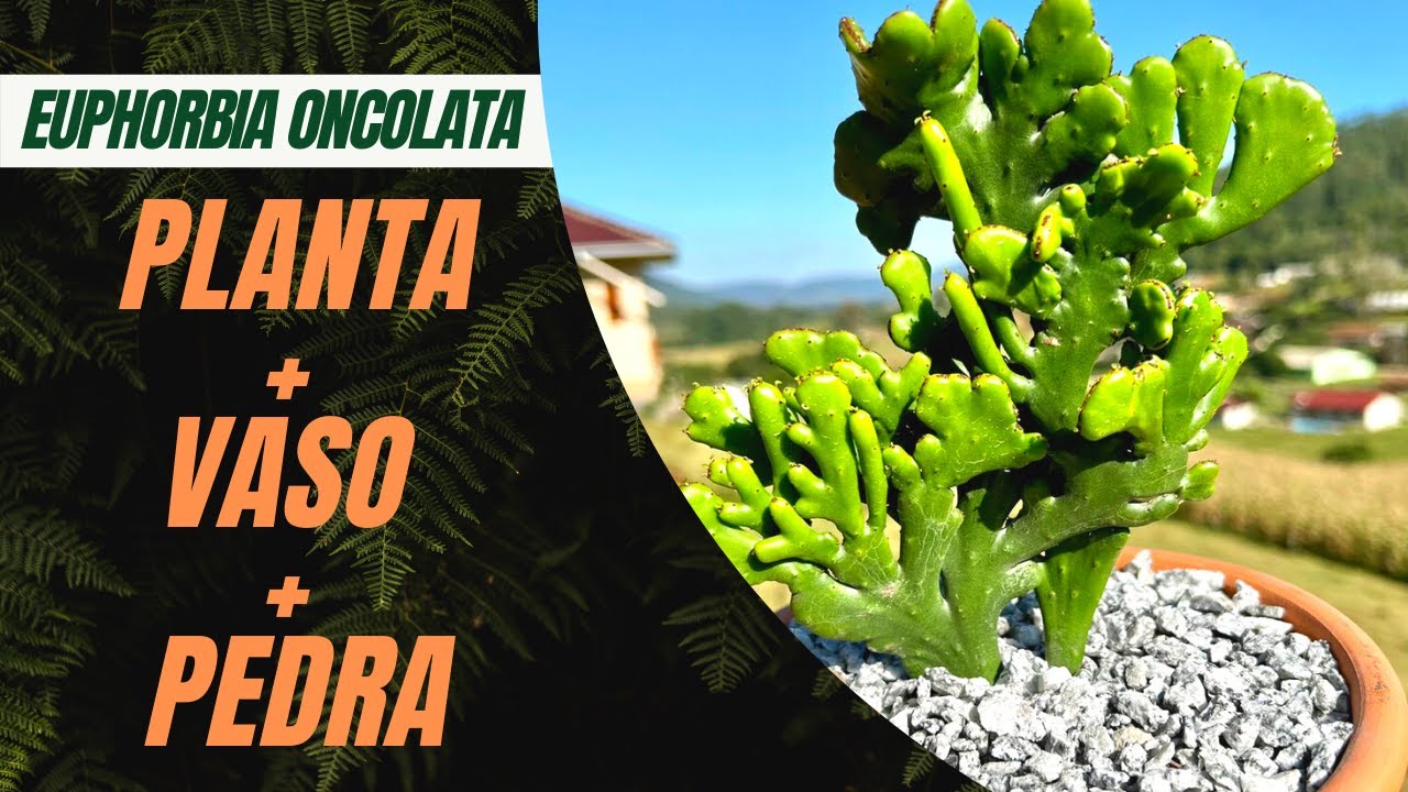 COMO MONTAR ARRANJO COM EUPHORBIA?