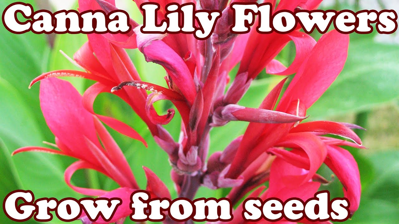 How To Grow Canna Lily Lilly Cannas Lilies Lillies Seed Seeds - Perennial Flower Perennials Flowers