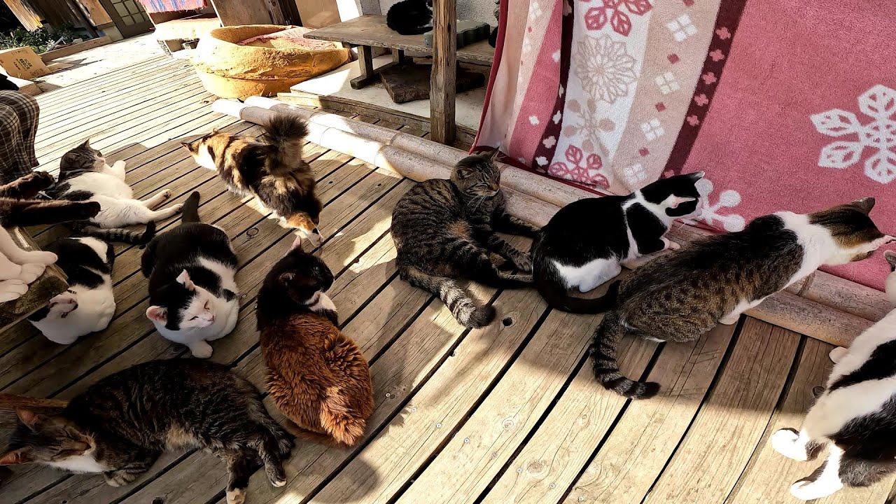 【田代島】【猫島】沢山の野良猫がご飯を待つ