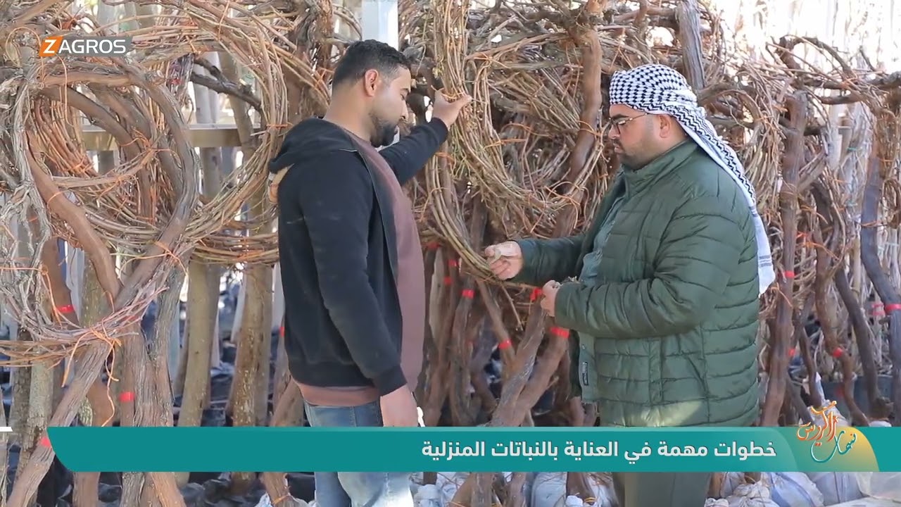 خطوات مهمة في العناية بالنباتات المنزلية | نسمات زاكروس