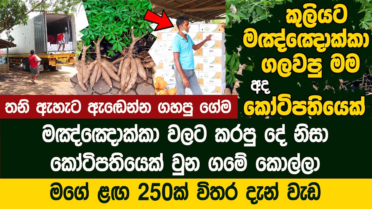 මඤ්ඤොක්කා වලට කරපු දෙයින් කෝටිපතියෙක් වුන ගමේ කොල්ලා   - Cassava Export | Ajith Rathnasiri