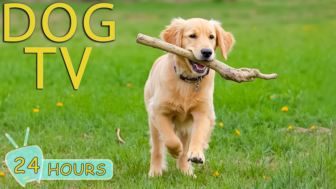 DOG TV: Videos Calming & Entertain for Dogs Left Home Alone All Day - Best Relax Music for Dogs