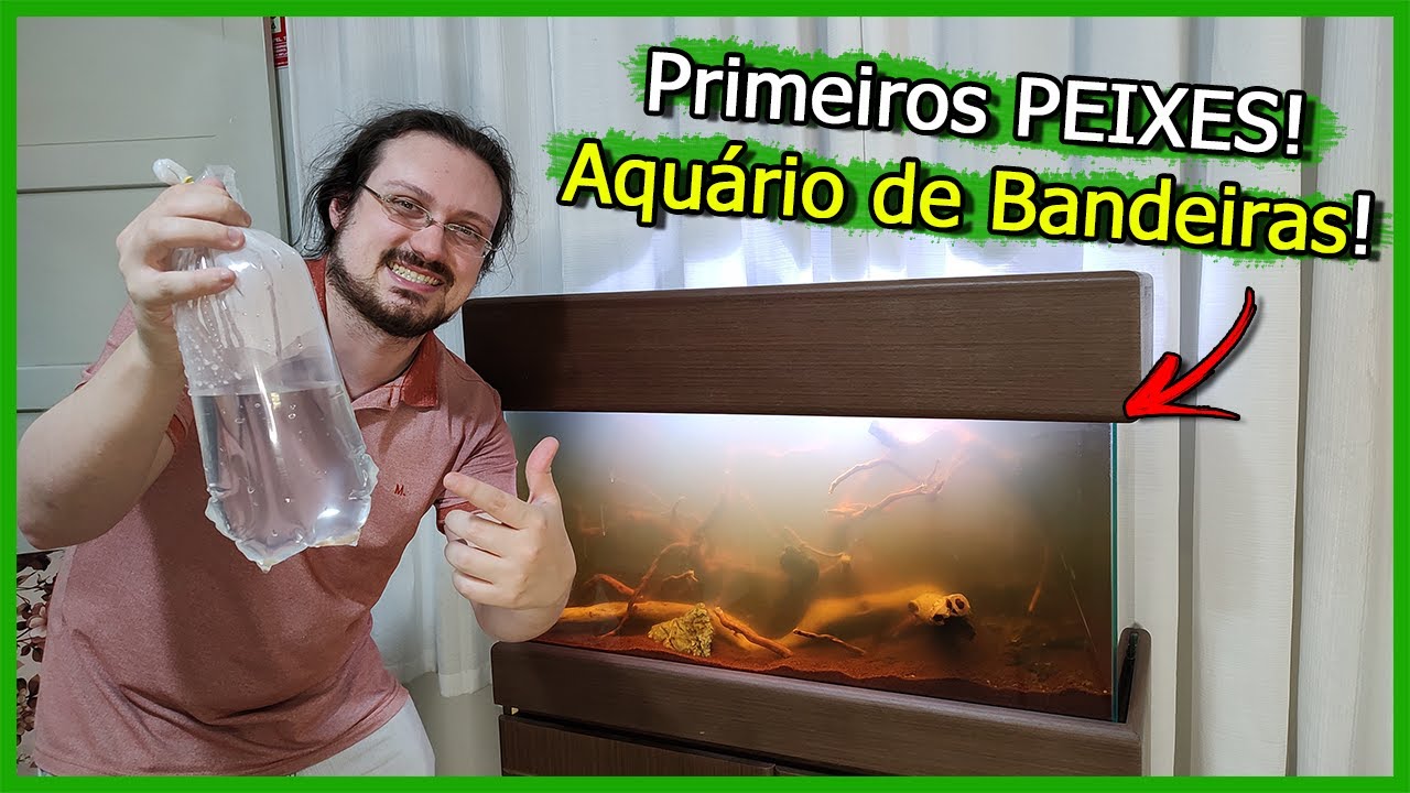 Coloquei os Primeiros PEIXES no Aquário de BANDEIRAS!