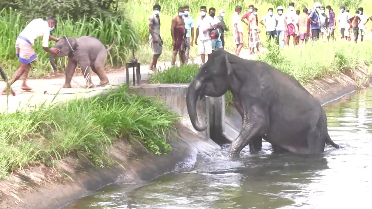 ¡Ella está trepando! Momento de infarto: Rescatadores celebran huida de elefanta bebé de pozo.