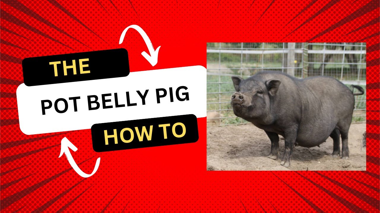 How to raise pot belly pigs.