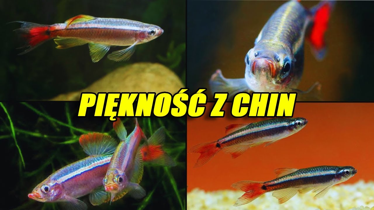 Kardynałek Chiński – Urokliwa Rybka do Twojego Akwarium!