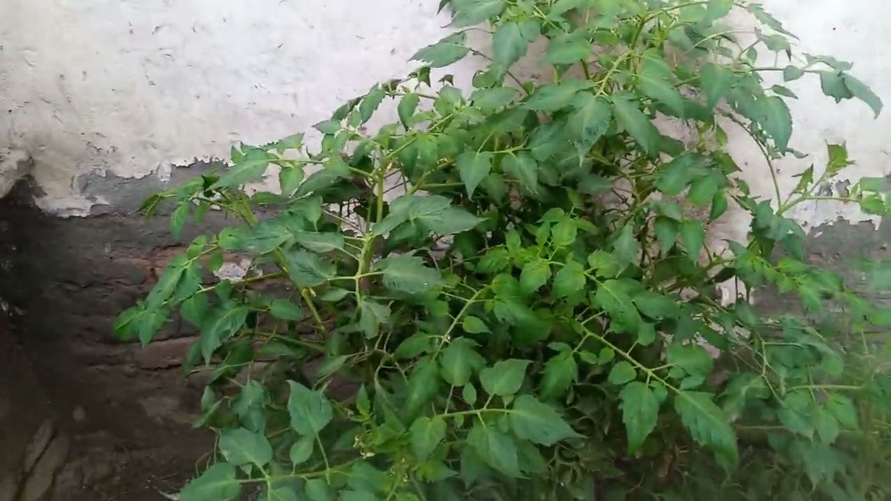 Ek hi tamatar ke ped mein itne sare tamatar aap bhi lae Apne plant ☘️ mein itne sare tamatar