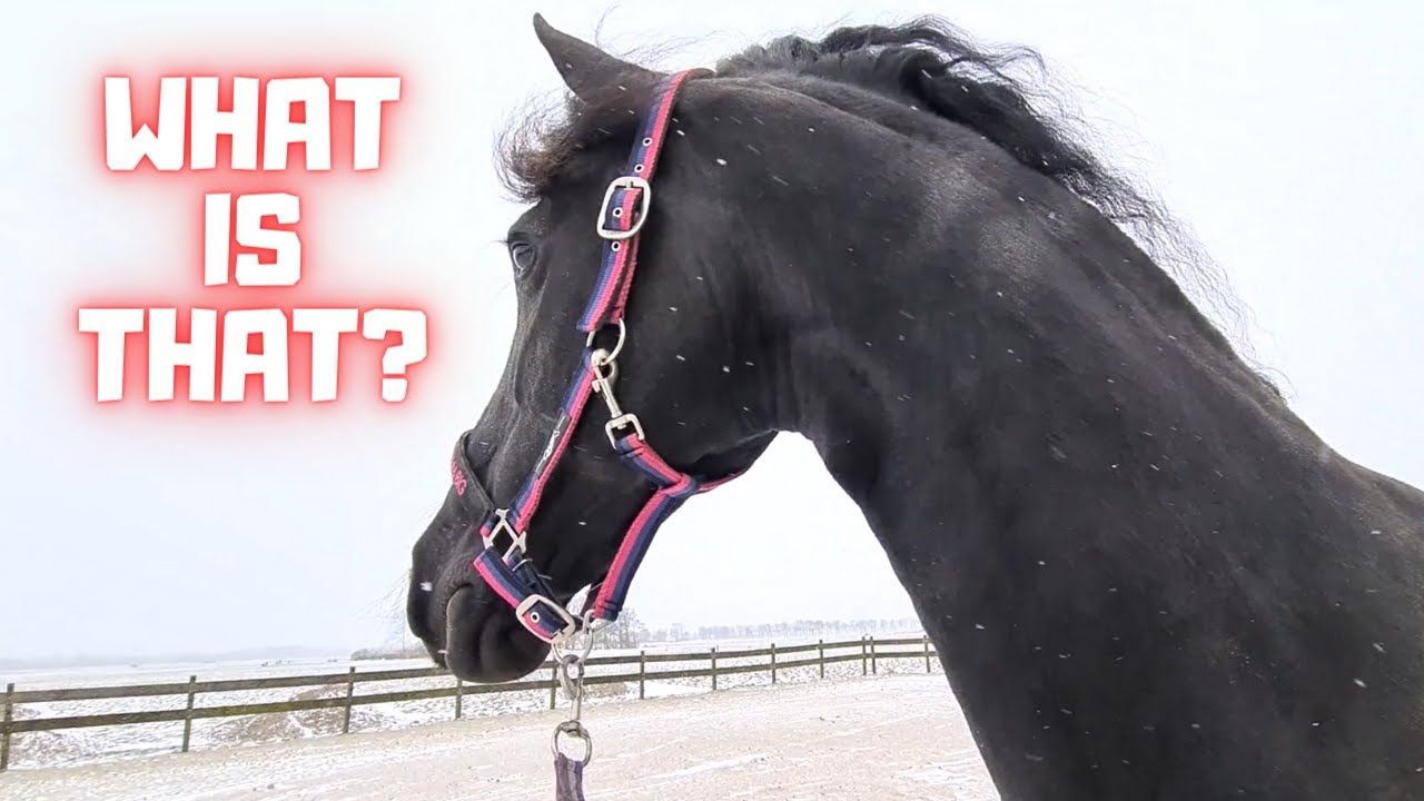 Terrible! That snow! Later Queen👑Uniek really likes it (a bit). Friesian Horses