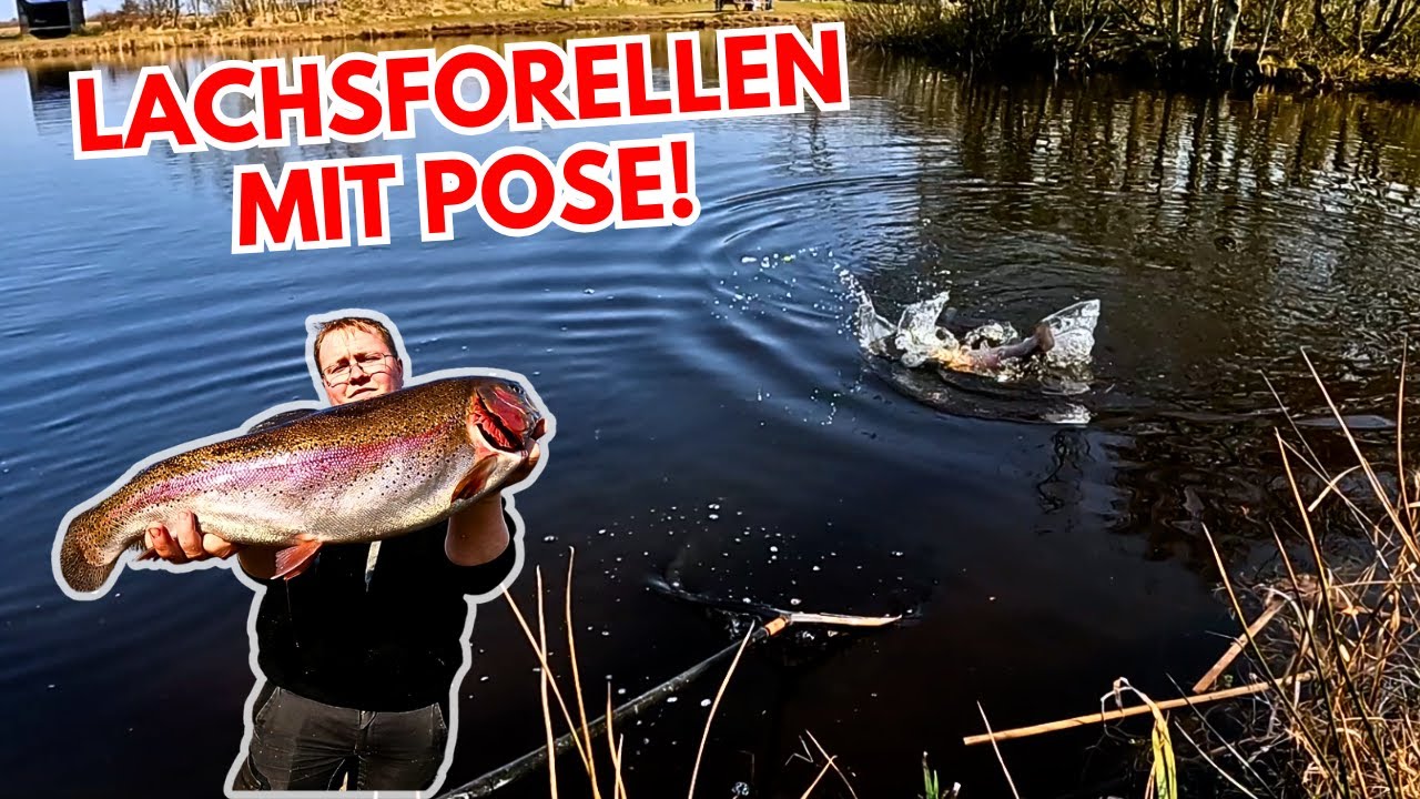 Lachsforellen am Hemmet Fiske&oslash; fangen 🎣 | Mit Pose & Forellenteig erfolgreich! #forellenangeln #tfg
