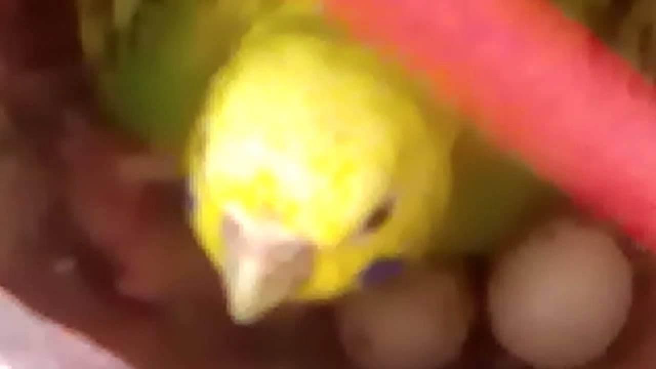 Mi periquita incubando los huevos &hearts;&hearts;&hearts;