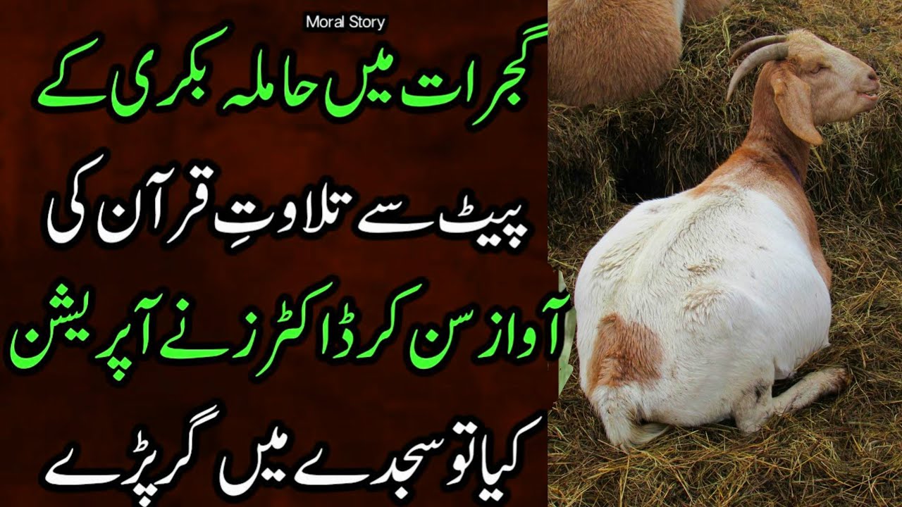 Gujarat bakri ki story | goat waqiaa | hamla bakri ki Kahani | Hindi novels | motivational@Mhnovelz