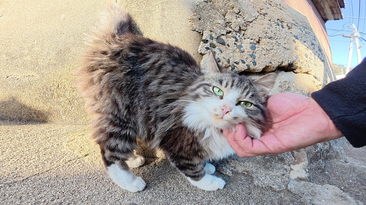 Пока я поднималась в гору, за мной следовали милые кошки, которые просили сделать им массаж.