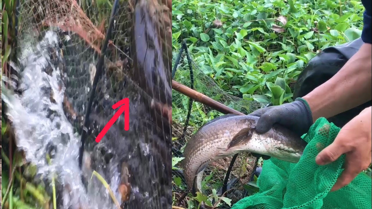 Snakehead fish trap is really interesting