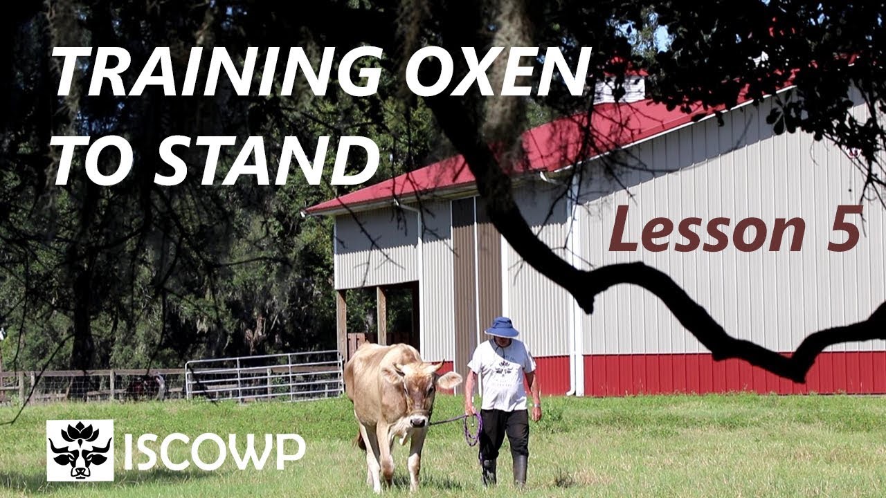 Training Oxen by Voice Commands Lesson 5 To Stand