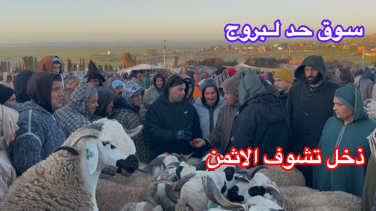 مباشرة اليوم من سوق حد لبروج بني مسكين ذخل تشوف الاثمن حولي العيد الاضحى