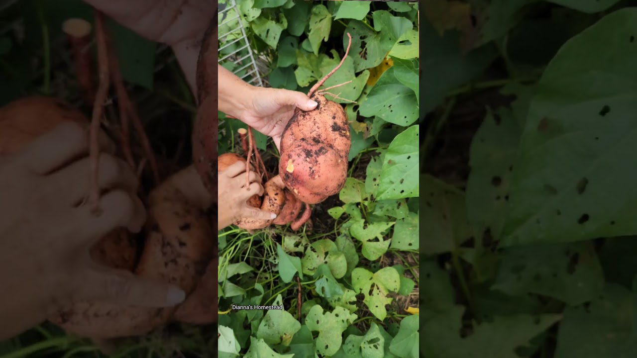 Beauregard Sweet Potato Harvest 🍠 #gardening #garden #sweetpotato #food #foodie #foryou #foryoupage