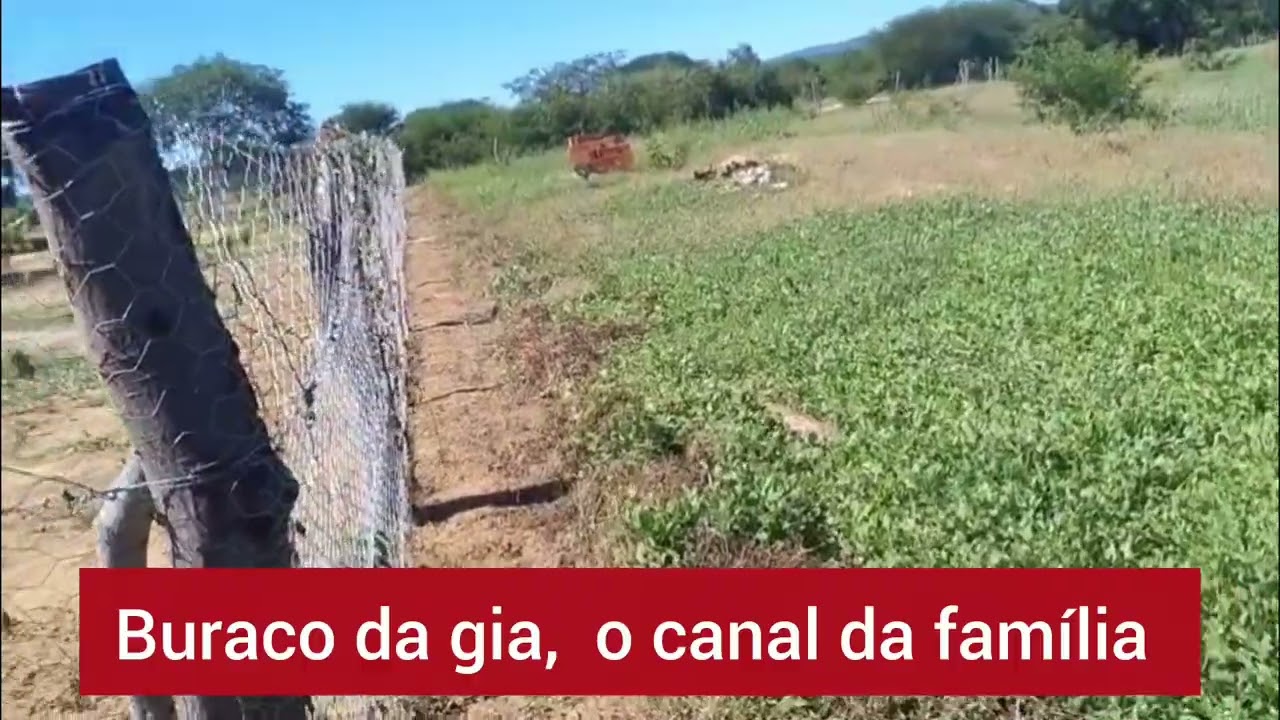 A ROLINHA FEZ O NINHO NA ESTACA DA CERCA - Devemos cuidar da natureza. 