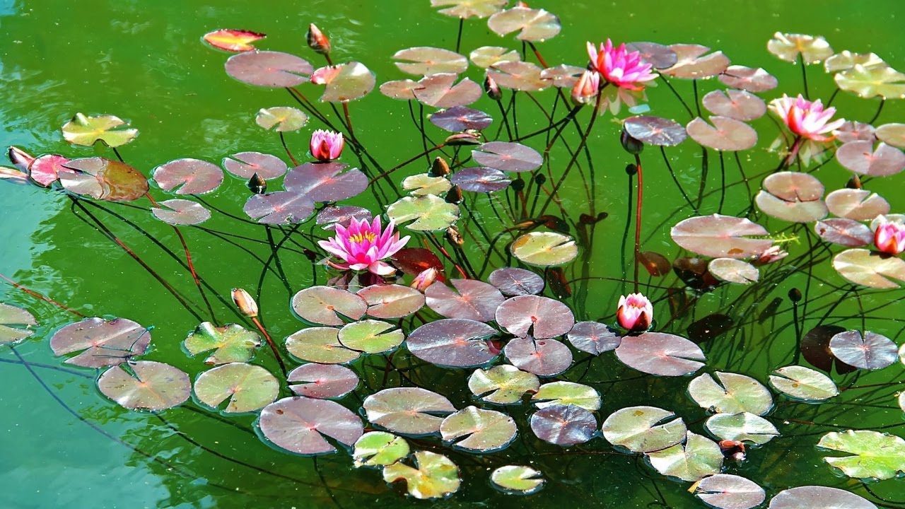 Instrukcja sadzenia lilii wodnych