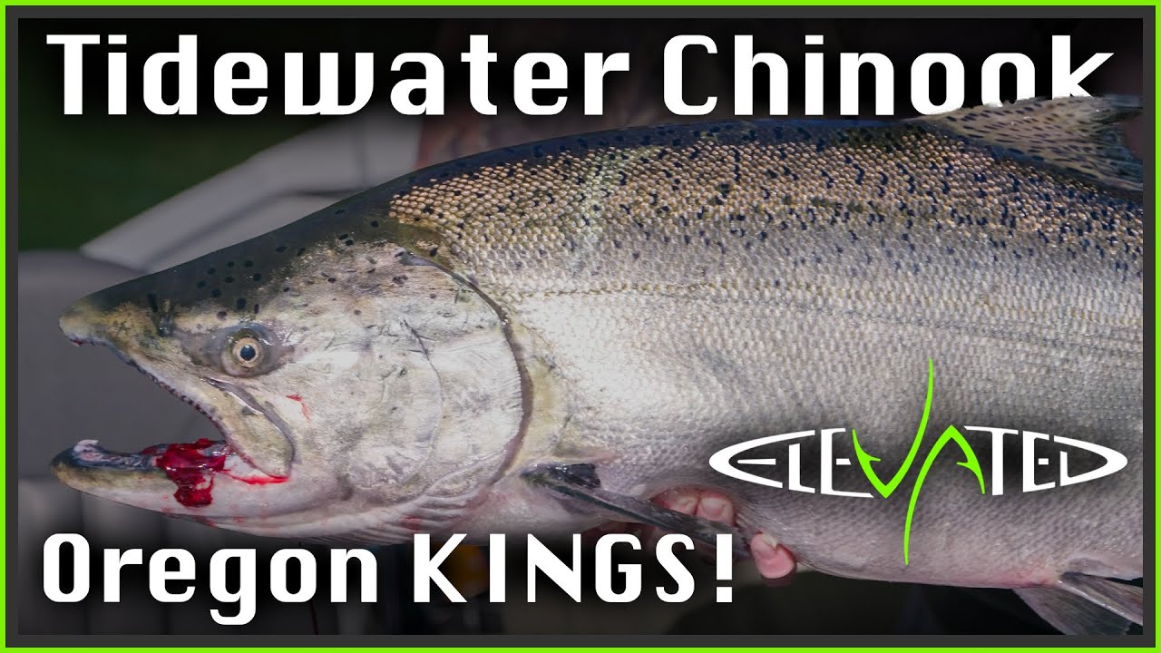 Tidewater Fall Chinook | Oregon Fall Salmon | 2024 Ep. 01