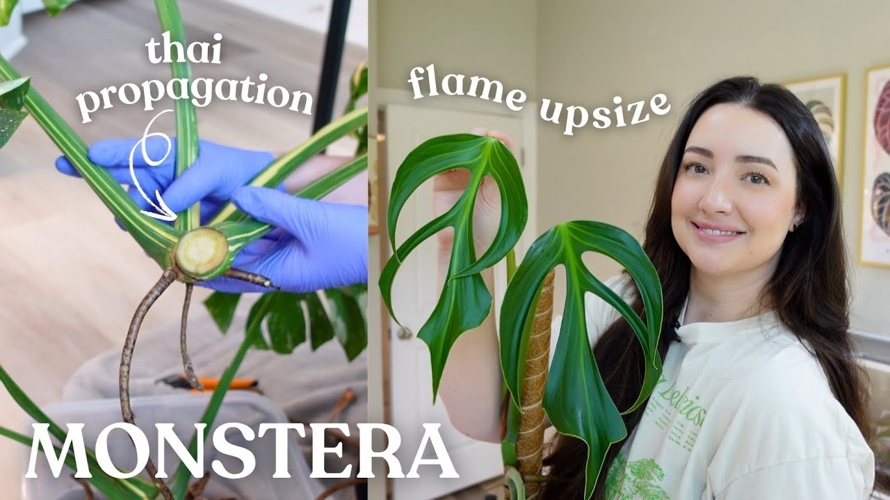 Monstera Repot | Propagating My Big Thai & Upsizing Flame 🔥✂️